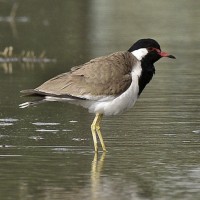 Red-wattled Lapwing